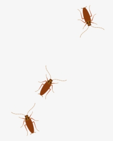 Cockroach, HD Png Download, Free Download