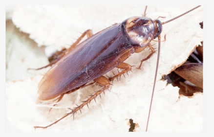 Layer - Cockroach, HD Png Download, Free Download