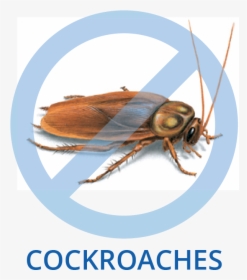 Cockroach Cropped, HD Png Download, Free Download