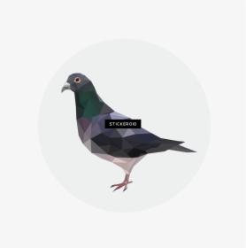 Stock Dove , Png Download, Transparent Png, Free Download