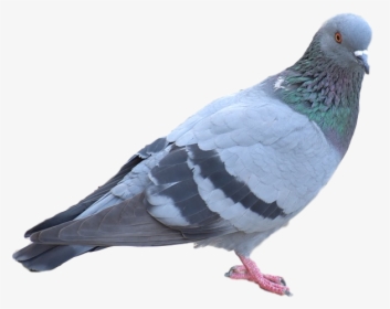 Bird Control Company - Pigeon, HD Png Download, Free Download