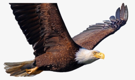 Bald Eagle Bird Desktop Wallpaper Common Starling - Eagles In Flight, HD Png Download, Free Download
