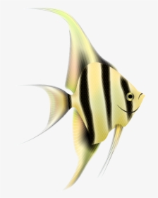 Angelfish Png Clipart - Angelfish Png, Transparent Png, Free Download