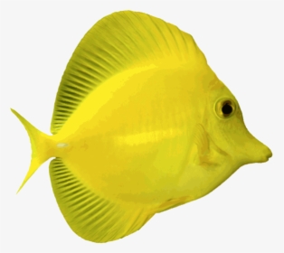 Angelfish Png Free Download - Transparent Background Fish Png, Png Download, Free Download