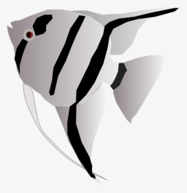 Freshwater Angelfish, HD Png Download, Free Download
