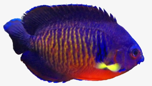 Coral Beauty Angelfish - Coral Reef Fish, HD Png Download, Free Download