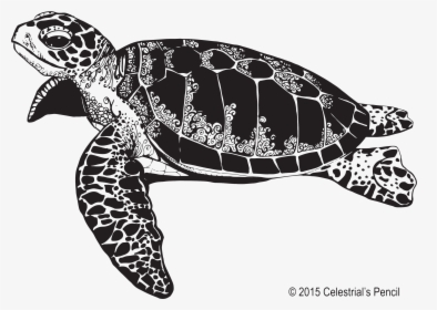 Transparent Sea Turtle Clip Art - Sea Turtle Png Black And White, Png Download, Free Download