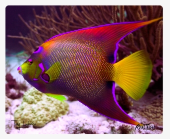 Coral Reef Fish, HD Png Download, Free Download