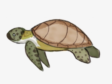 Sea Turtle Clipart Kemp"s Ridley - Sea Turtle Cartoon Clipart Transparent, HD Png Download, Free Download