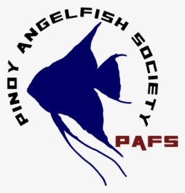 Angelfish, HD Png Download, Free Download
