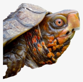 Turtle Poking Out Of Shell, HD Png Download, Free Download