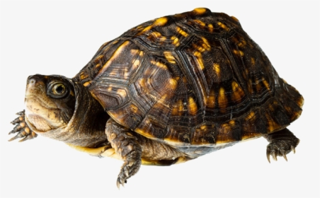 Turtle Png Picture - Eastern Box Turtle, Transparent Png, Free Download