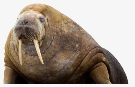Walrus, HD Png Download, Free Download