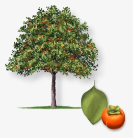 Sold Out Persimmon - Diospyros Kaki Tree, HD Png Download, Free Download