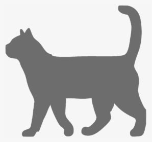 Graycat, HD Png Download, Free Download