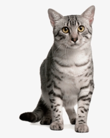 Grey Egyptian Mau Cat - Egyptian Mau Cat, HD Png Download, Free Download