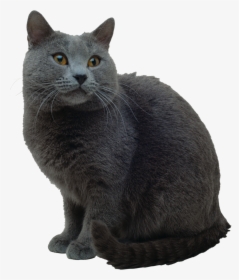 Cat Png - Russian Blue British Shorthair Breed, Transparent Png, Free Download