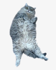 #cute #gray #cat #pet #belly #fluffy #animal #sticker#freetoedit - British Longhair, HD Png Download, Free Download