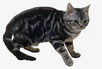Cat Png - Кошки На Белом Фоне, Transparent Png, Free Download