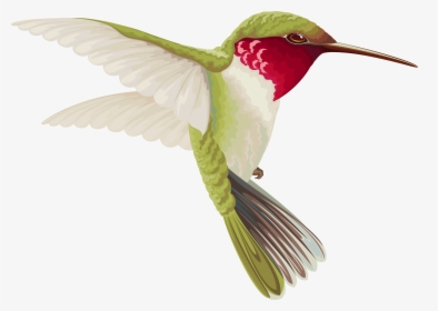 Hummingbird Clip Art - Transparent Background Hummingbird Clip Art, HD Png Download, Free Download