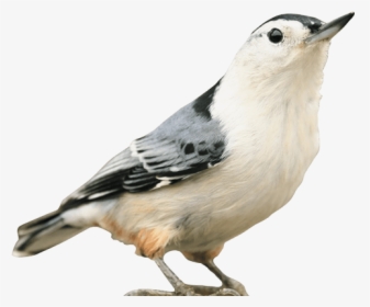 Wild Bird Identification - White Breasted Nuthatch, HD Png Download, Free Download