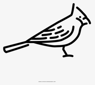 Cardinal Coloring Page - Perching Bird, HD Png Download, Free Download