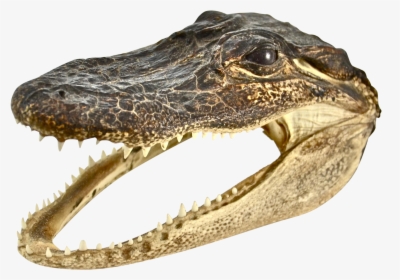 Transparent Dinosaur Head Png - Crocodile Head Png, Png Download, Free Download