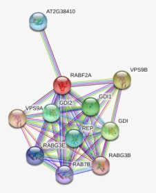 Rabf2a Protein, HD Png Download, Free Download