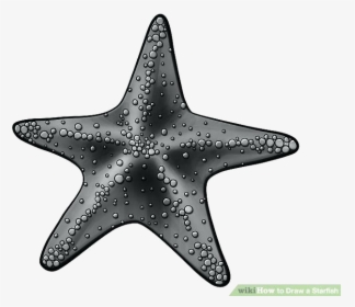Starfish Drawings Image Titled Draw Step Clipart Transparent - Sea Star Sketch Cartoon, HD Png Download, Free Download