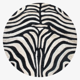 Zebra - Animal, HD Png Download, Free Download