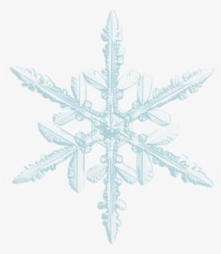 ❄ - Central Symmetry In Nature, HD Png Download, Free Download