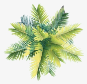 Palm Tree Plan Png, Transparent Png, Free Download