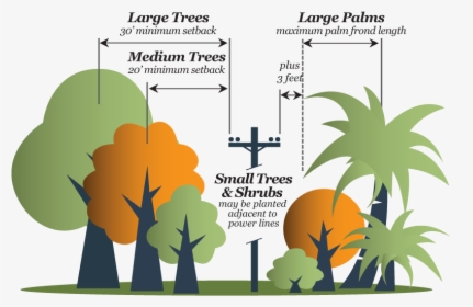 Tree Sizes - Illustration, HD Png Download, Free Download