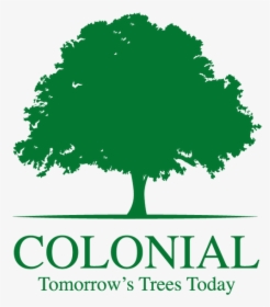 Tree, HD Png Download, Free Download