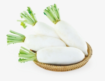 Daikon, HD Png Download, Free Download