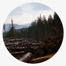 Tracking Deforestation, HD Png Download, Free Download