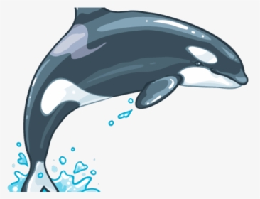 Killer Whale Png Transparent Images - Killer Whales Png, Png Download, Free Download