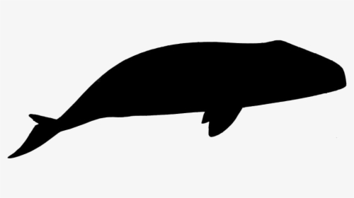Whale Png Hd Images, Stickers, Vectors - Whale, Transparent Png, Free Download