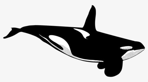 Male Killer Whale Drawing, HD Png Download, Free Download