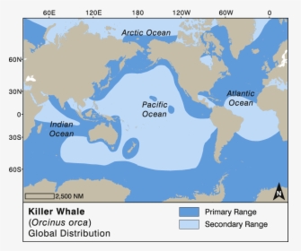 Blue Whale Global Distribution, HD Png Download, Free Download
