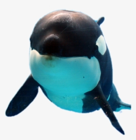 #orca #whale #orque - Killer Whale Png, Transparent Png, Free Download