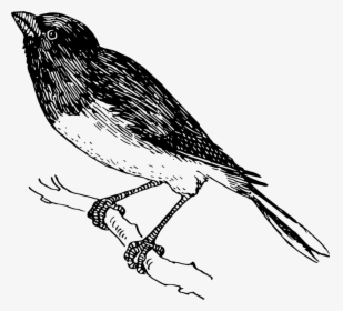 Snowbird - Finch, HD Png Download, Free Download
