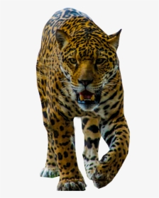 Jaguar Walking Png Image - Portable Network Graphics, Transparent Png, Free Download