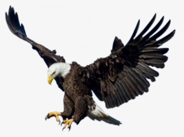 Eagle Png Image - Eagle Png, Transparent Png, Free Download