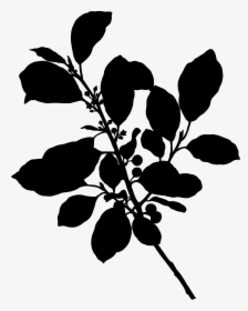 Black And White Download Alder Buckthorn Silhouette - Rhamnus Frangula, HD Png Download, Free Download