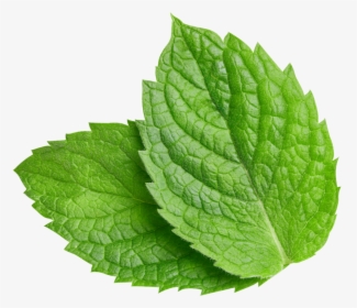 Spearmint Leaf - Nepeta, HD Png Download, Free Download