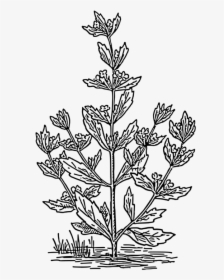 Line Art,plant,flora - Pennyroyal Drawing, HD Png Download, Free Download