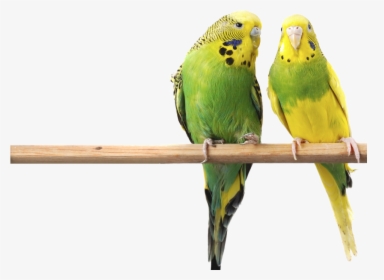 Budgerigars Birds, HD Png Download, Free Download
