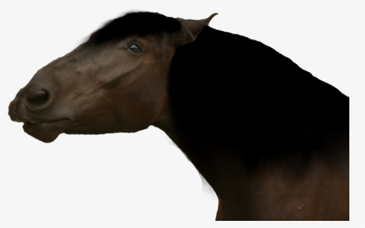 Funny Horse Png - Mustang Horse, Transparent Png, Free Download