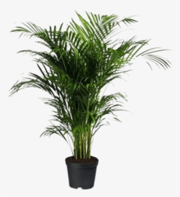 Indoor Palm Tree - Transparent Background Indoor Plants Png, Png Download, Free Download